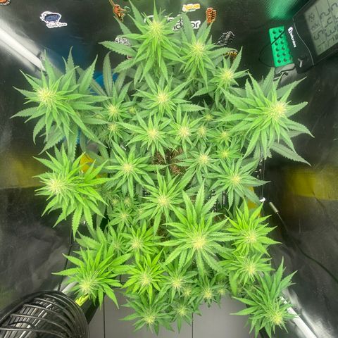 Joana #2 growlog timeline photo