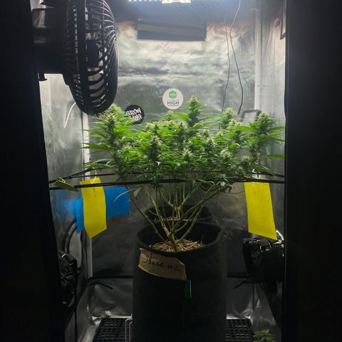 Joana #2 growlog timeline photo