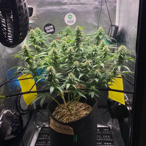 Maria #1 growlog timeline photo