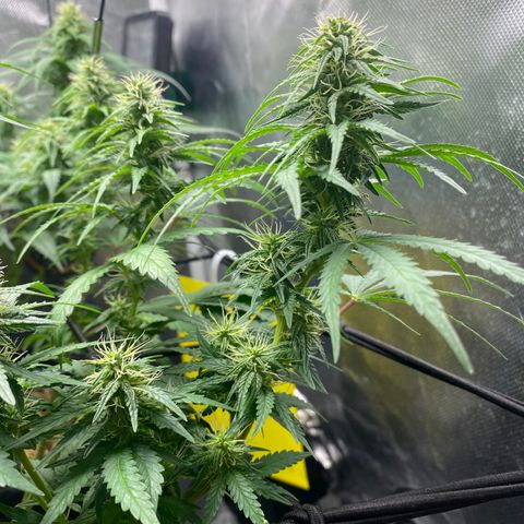 Maria #1 growlog timeline photo