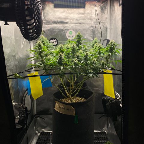Maria #1 growlog timeline photo
