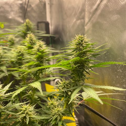 Joana #2 growlog timeline photo