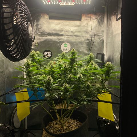 Joana #2 growlog timeline photo