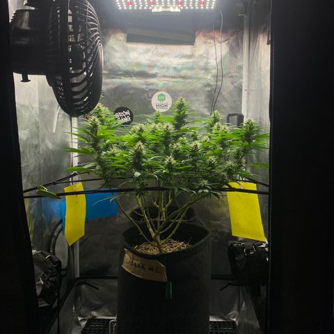 Joana #2 growlog timeline photo