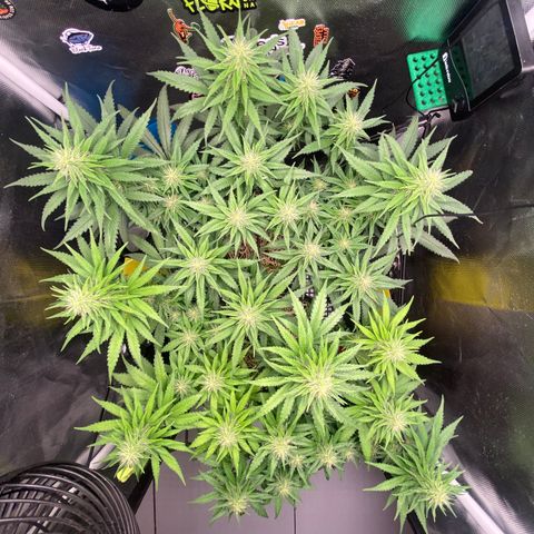 Joana #2 growlog timeline photo