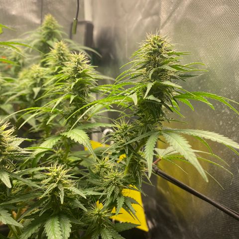 Maria #1 growlog timeline photo