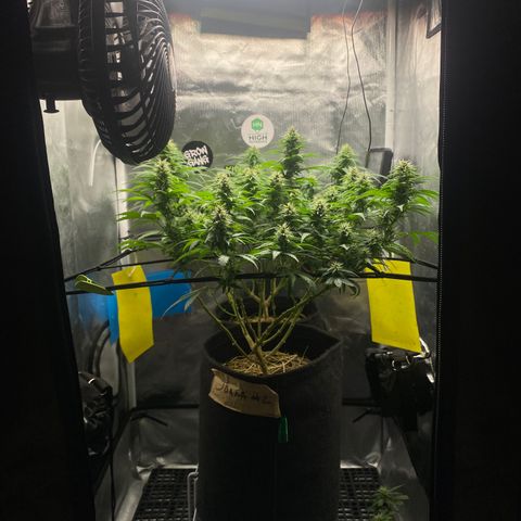 Maria #1 growlog timeline photo