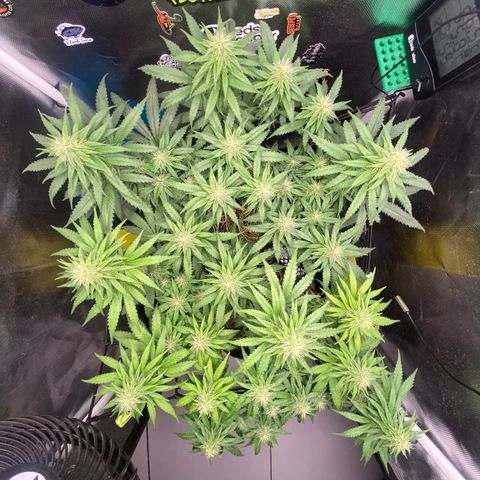 Maria #1 growlog timeline photo