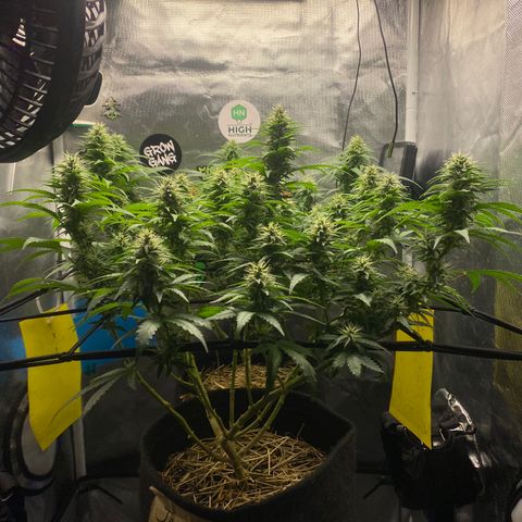 Maria #1 growlog timeline photo