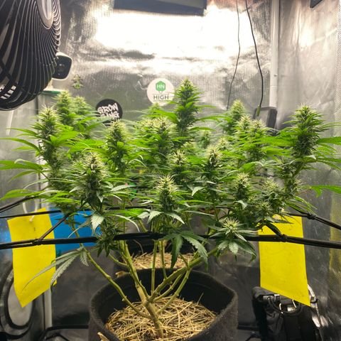 Joana #2 growlog timeline photo