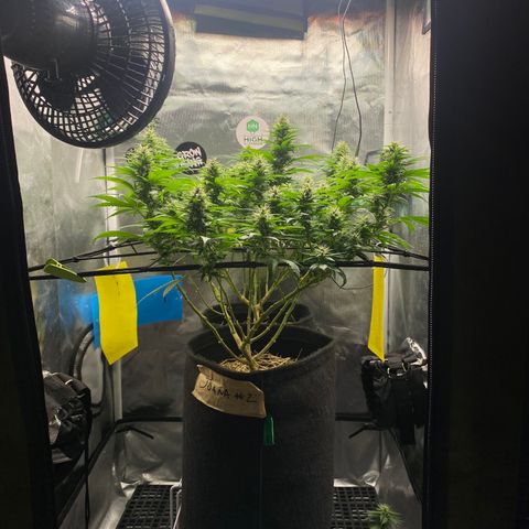 Joana #2 growlog timeline photo