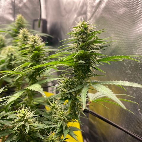 Joana #2 growlog timeline photo