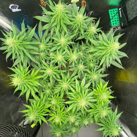 Joana #2 growlog timeline photo