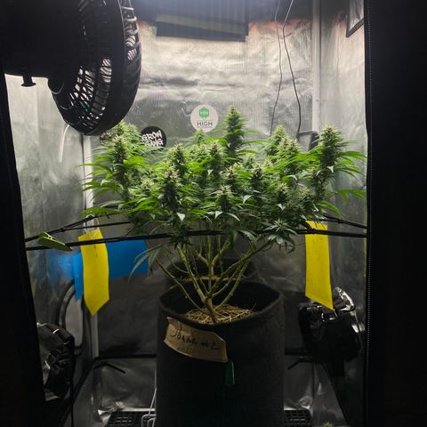 Joana #2 growlog timeline photo