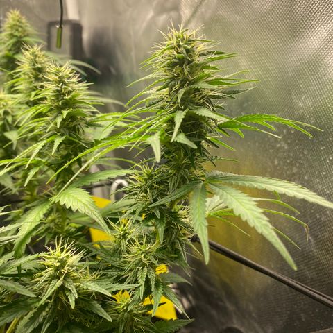 Joana #2 growlog timeline photo