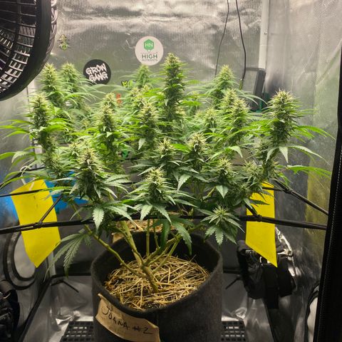 Joana #2 growlog timeline photo