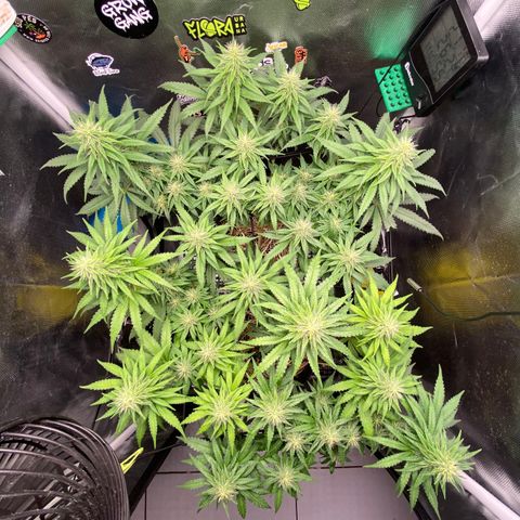 Joana #2 growlog timeline photo
