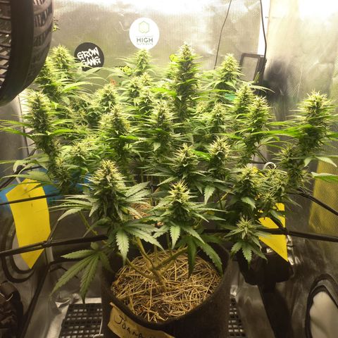 Joana #2 growlog timeline photo