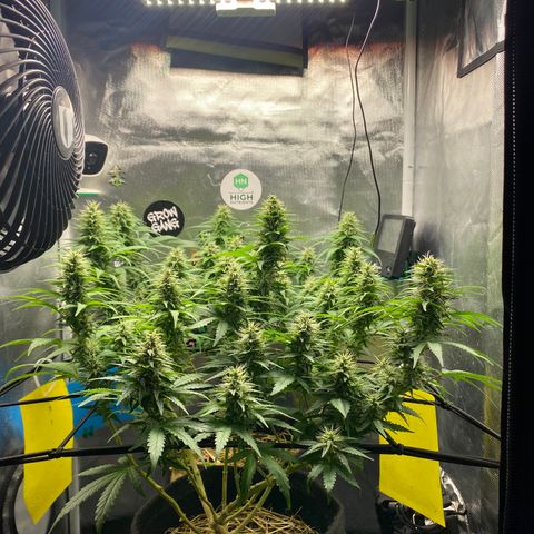 Joana #2 growlog timeline photo