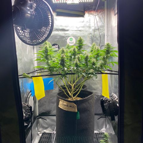 Joana #2 growlog timeline photo