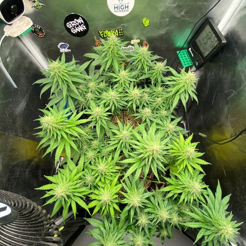 Joana #2 growlog timeline photo