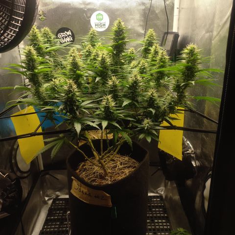 Joana #2 growlog timeline photo