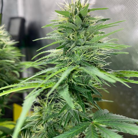Joana #2 growlog timeline photo