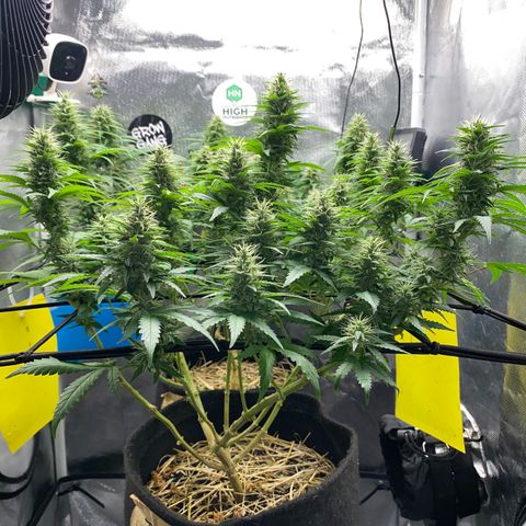 Joana #2 growlog timeline photo