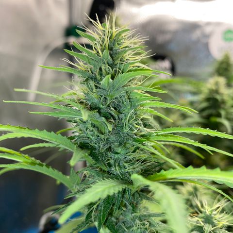 Joana #2 growlog timeline photo