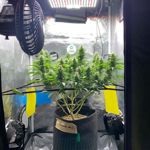 Joana #2 growlog timeline photo