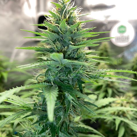 Joana #2 growlog timeline photo