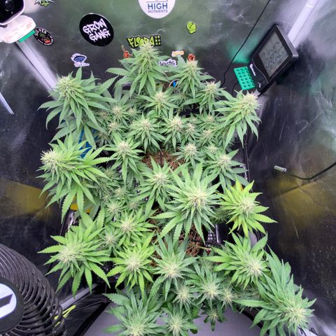 Joana #2 growlog timeline photo