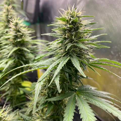 Joana #2 growlog timeline photo