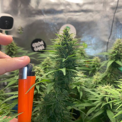 Joana #2 growlog timeline photo