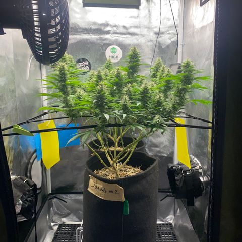 Joana #2 growlog timeline photo
