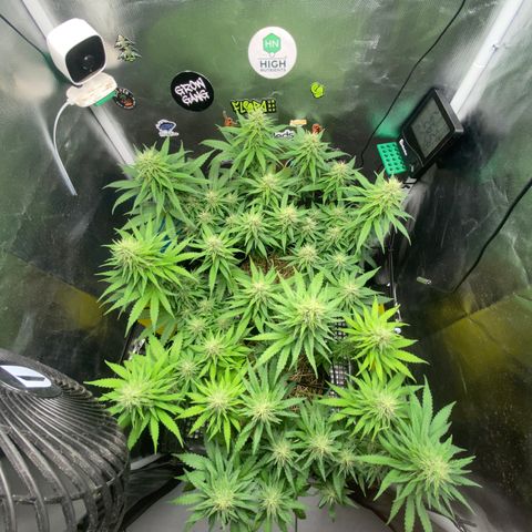 Joana #2 growlog timeline photo