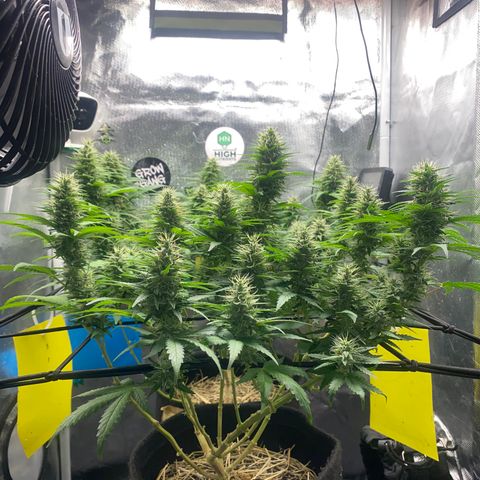 Joana #2 growlog timeline photo