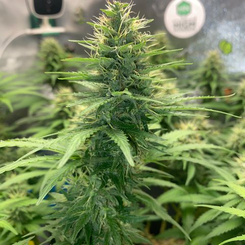 Joana #2 growlog timeline photo