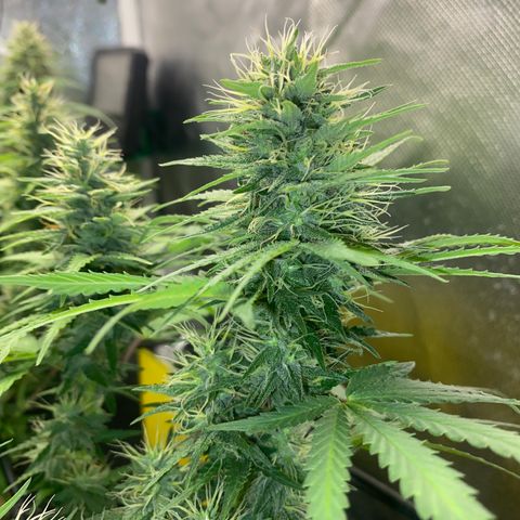 Joana #2 growlog timeline photo