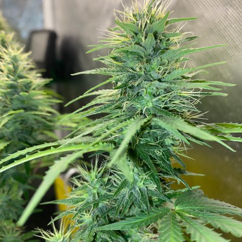 Joana #2 growlog timeline photo