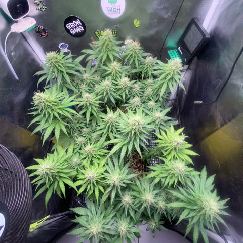 Joana #2 growlog timeline photo