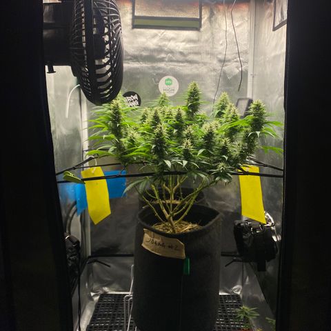 Joana #2 growlog timeline photo