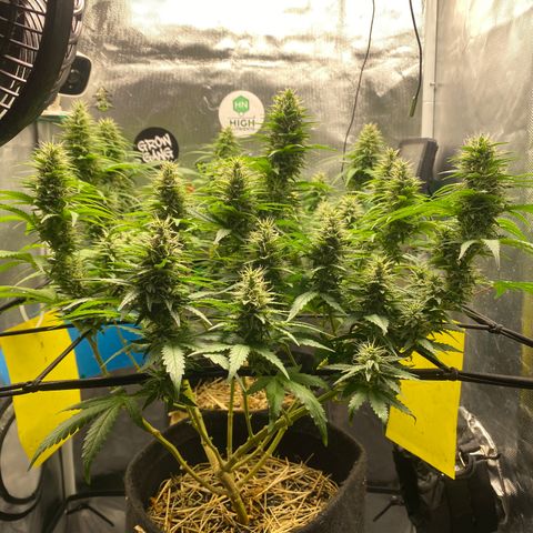 Joana #2 growlog timeline photo