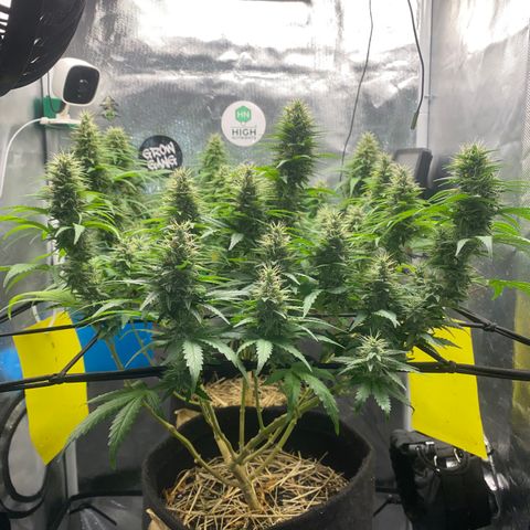 Joana #2 growlog timeline photo