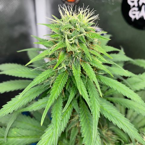 Joana #2 growlog timeline photo