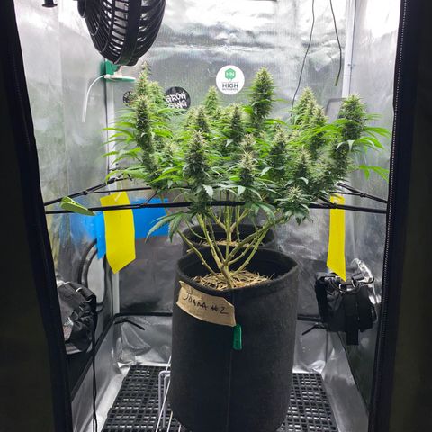 Joana #2 growlog timeline photo