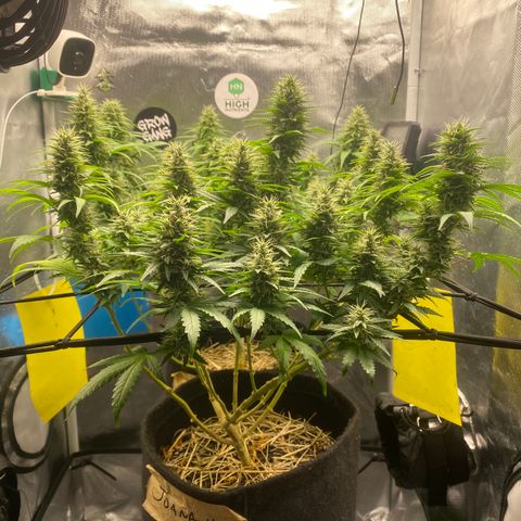 Joana #2 growlog timeline photo