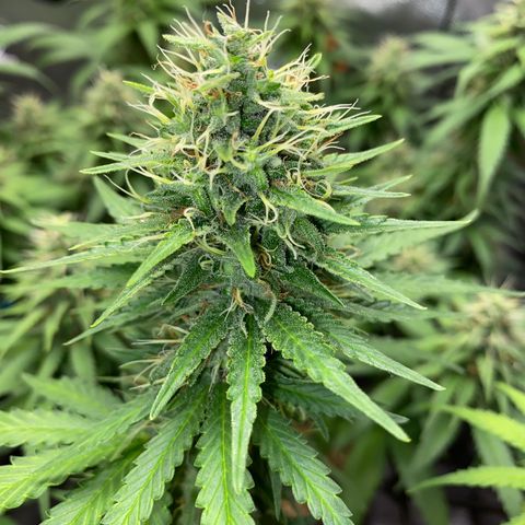 Joana #2 growlog timeline photo