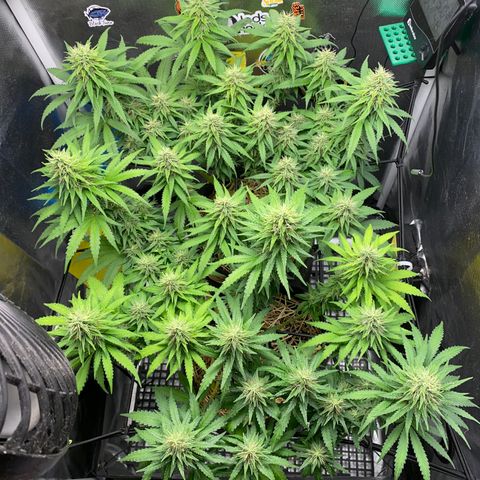 Joana #2 growlog timeline photo