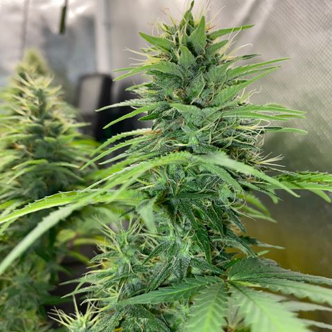 Joana #2 growlog timeline photo